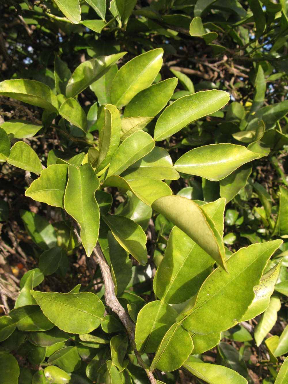            Sun leaves (Winter Haven, FL)   